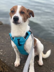 Pet Image